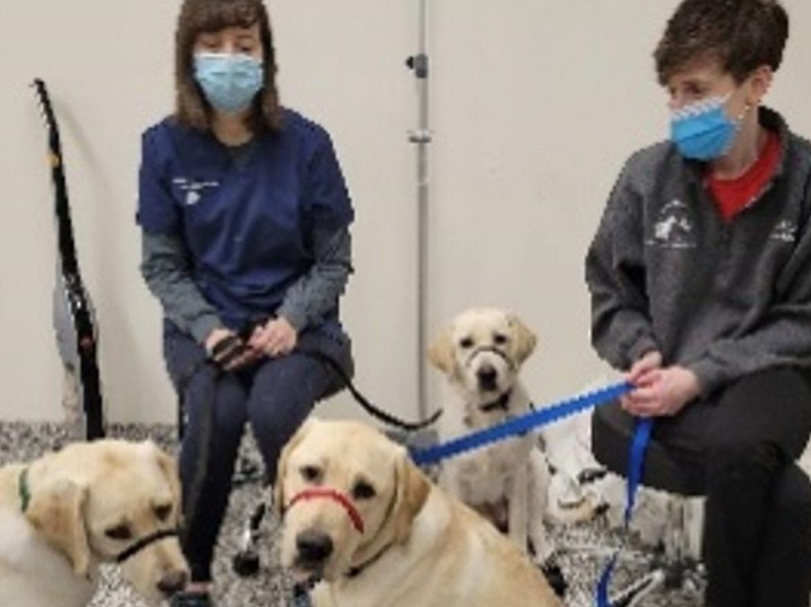 Canine Brains Project researchers with Labrador Retrievers 