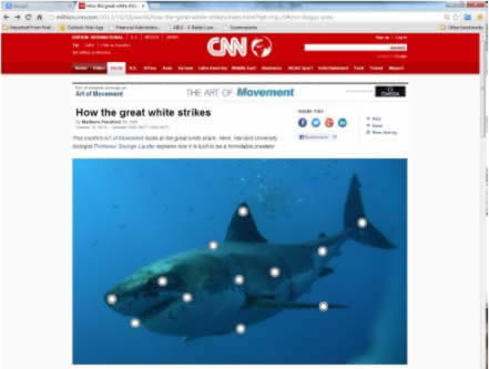 shark image on CNN