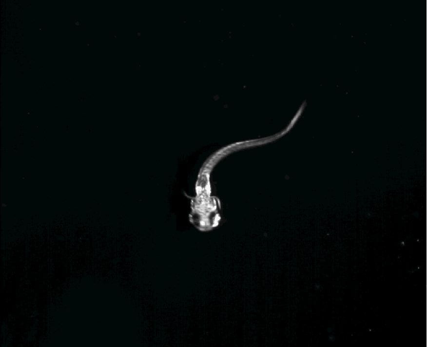 Larval zebrafish initiating a routine turn. Frame from high-speed video (1000 fps) of routine turning in zebrafish. See Danos and Lauder (2007).