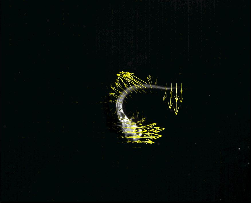 Larval zebrafish during a routine turn to show the results from image cross-correlation wherein the motion of the entire body is cross-correlated between adjacent frames to reveal the velocities of motion on different parts of the body. Yellow vectors show the velocity of the region of the body at the base of the vector. Frame from high-speed video (1000 fps) of routine turning in zebrafish. See Danos and Lauder (2007).