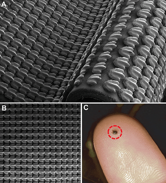 Image of flexible plastic foil (A, B) created from scan of single denticle (C).