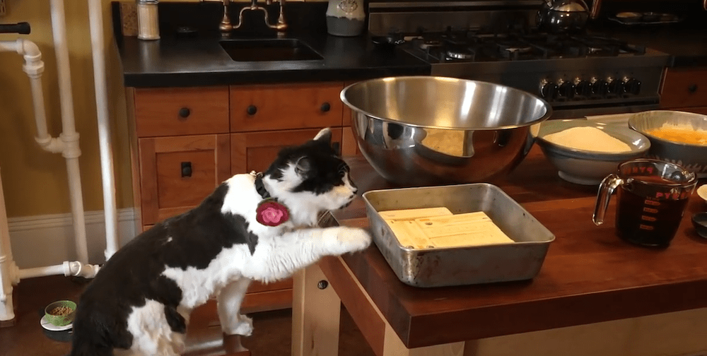 A black and white cat extends its paw towards a tray full of sticks of butter. 