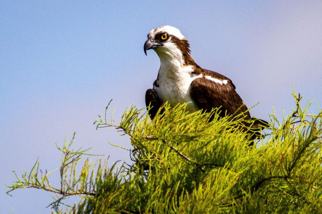 Osprey perched in a treetop